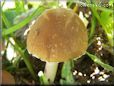 small round brown mushroom