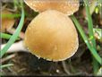 small round brown mushroom