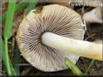 mushroom gills