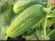 small Cucumber pictures