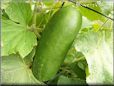 very large cucumber