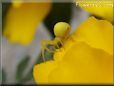 yellow crab spider eating bug