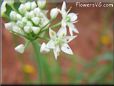chives herb flower