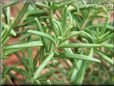 rosemary herb pictures