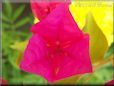 dark pink bougainvillea flower