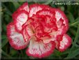 carnation flower picture