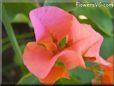 light pink bougainvillea pictures