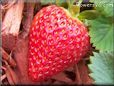  large red strawberry