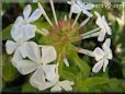 white plumbago flower