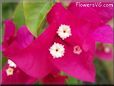 dark pink bougainvillea flower