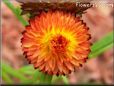 strawflower flower