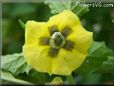 tomatillo flower blossom pictures