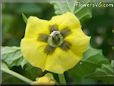 tomatillo flower blossom pictures