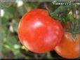red cherry tomato