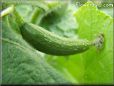 small cucumber