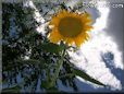 very large yellow sunflower with blue sky background
