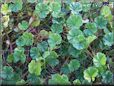 green ground ivy