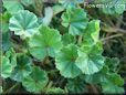  Ground Ivy Plant pictures