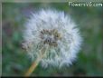 dandelion seed puff
