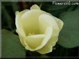 white cotton flower