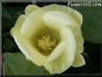 white cotton flower pictures
