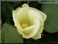 cotton flower