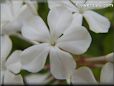 white plumbago flower