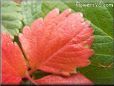 red strawberry leaf