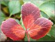 red maroon strawberry leaf