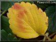 yellow red strawberry leaf