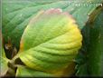 green yellow strawberry leaf