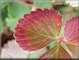 maroon strawberry leaf