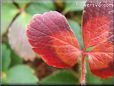 red maroon strawberry leaf