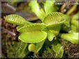 venus flytraps