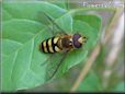 gold black hoverfly picture