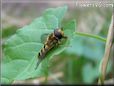 hoverfly pictures