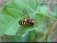 gold hoverfly photos