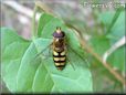 gold hover fly picture