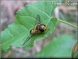 gold hover fly photo