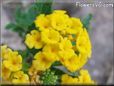 yellow lantana perennial