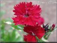 red dianthus picture