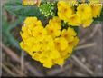 yellow lantana flower picture
