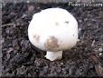 mushroom picture