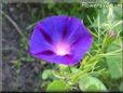 morning glory flower picture