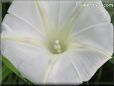 white morning glory flower picture