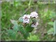 oregano herb flower pictures