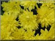 yellowmum flower picture
