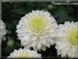 white mum flower picture