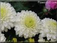 white mum flower picture