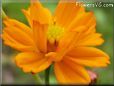 orange cosmos flower picture
